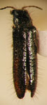  Hylodanacaea femorata