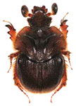  Neoathyreus (Neoathyreus) latidorsalis