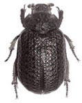 Polynoncus aricensis