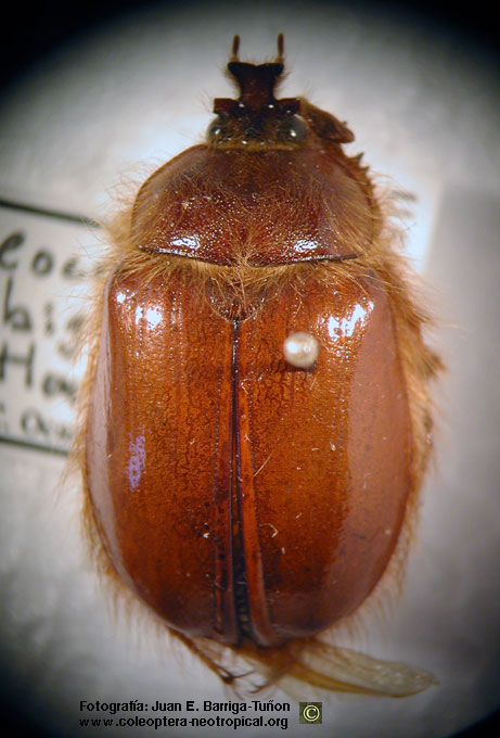  Pleocoma rubiginosa Havore, 
