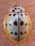  Coccinellidae sp. Pe2
