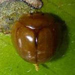  Coccinellidae sp. 